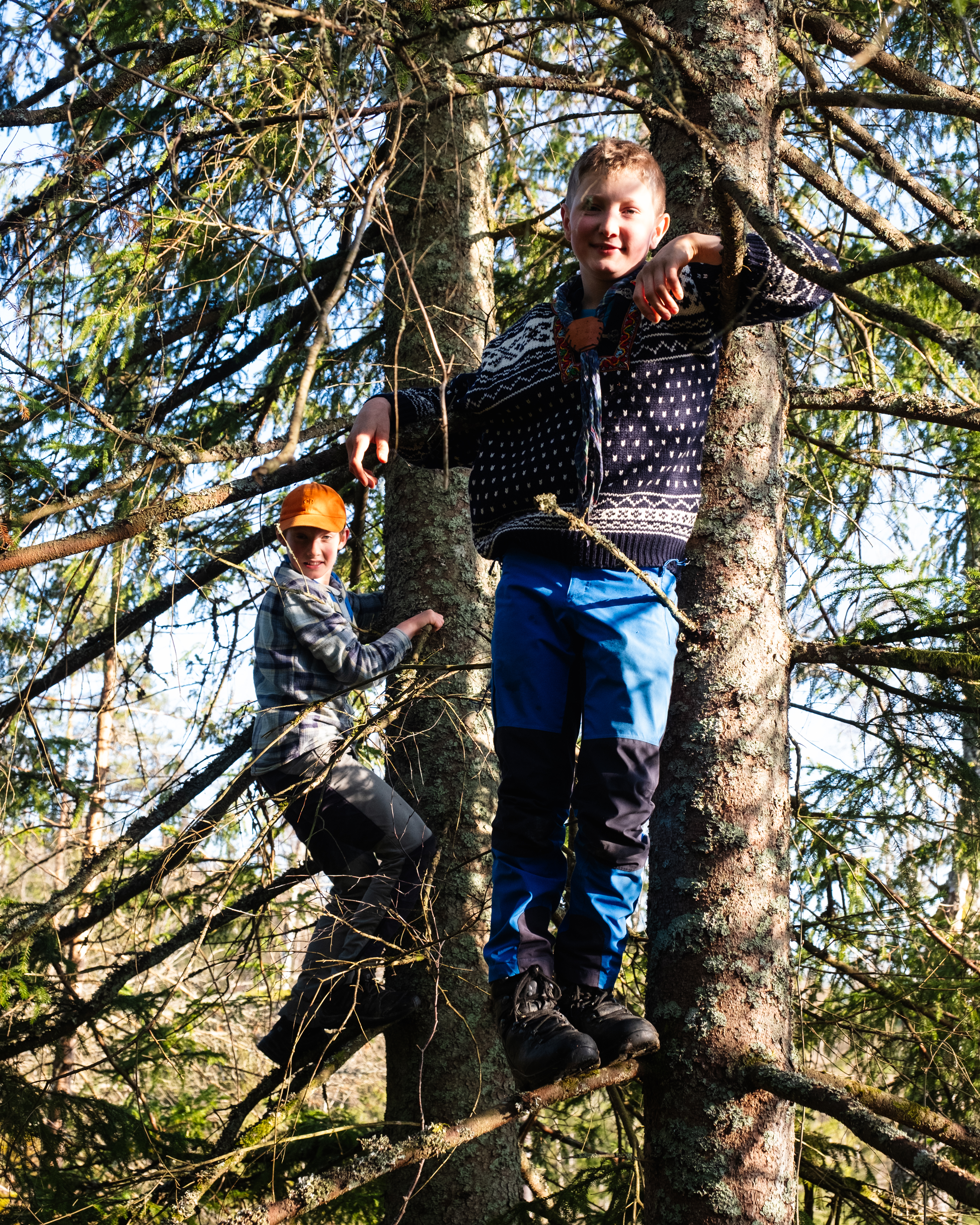 To barn klatrer i et grantre i skogen