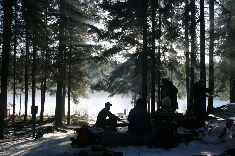 skog morgen