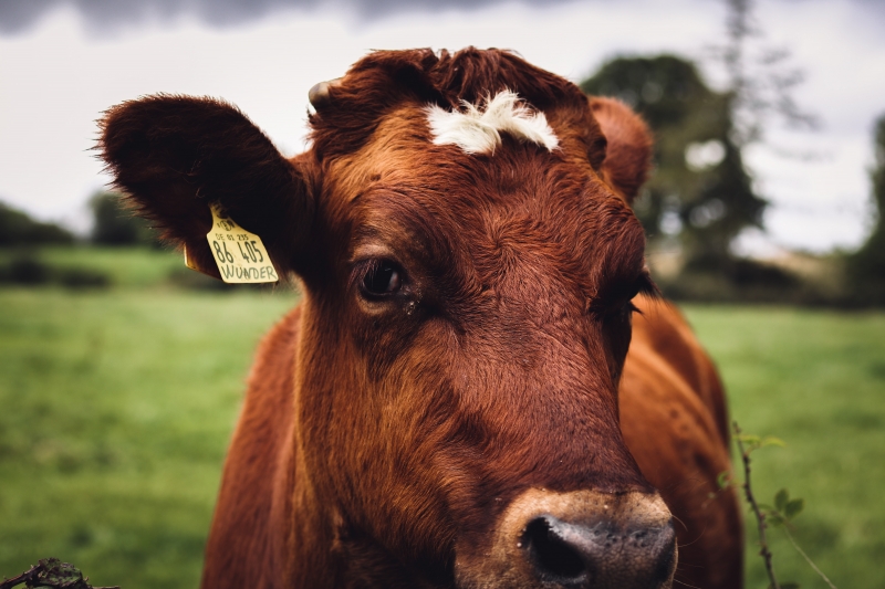 Photo by Jan Ferchof on Unsplash