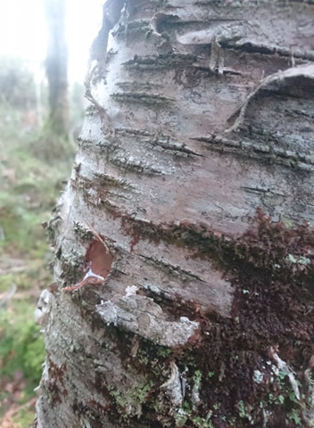 Nærbilde av bjørkestamme med karakteristisk bark i skogen