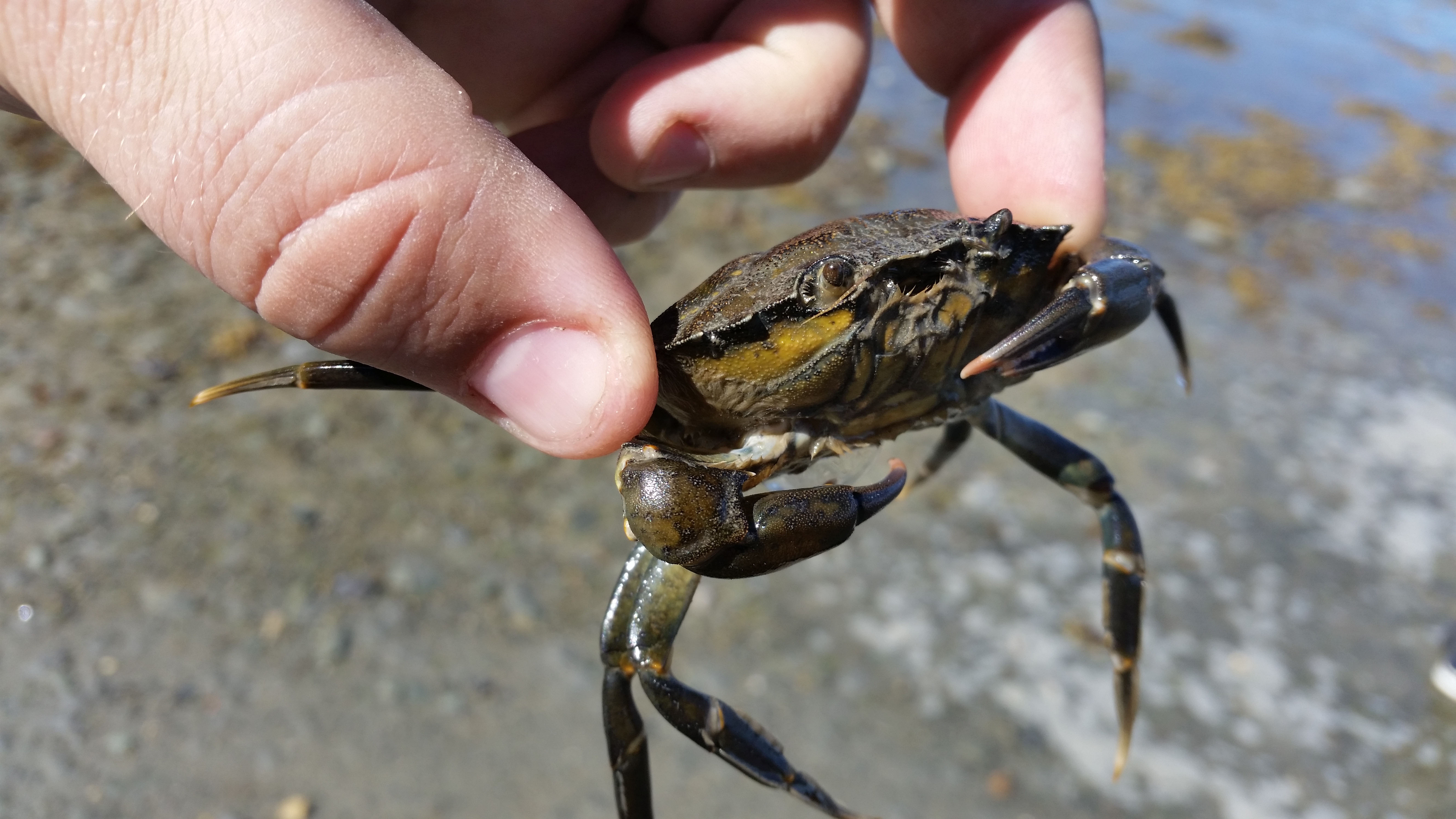 En hånd holder en strandkrabbe over en steinete strand ved sjøen
