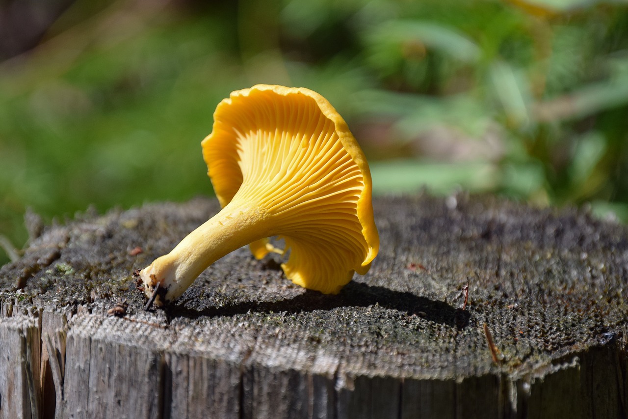 Kantarell på stubbe