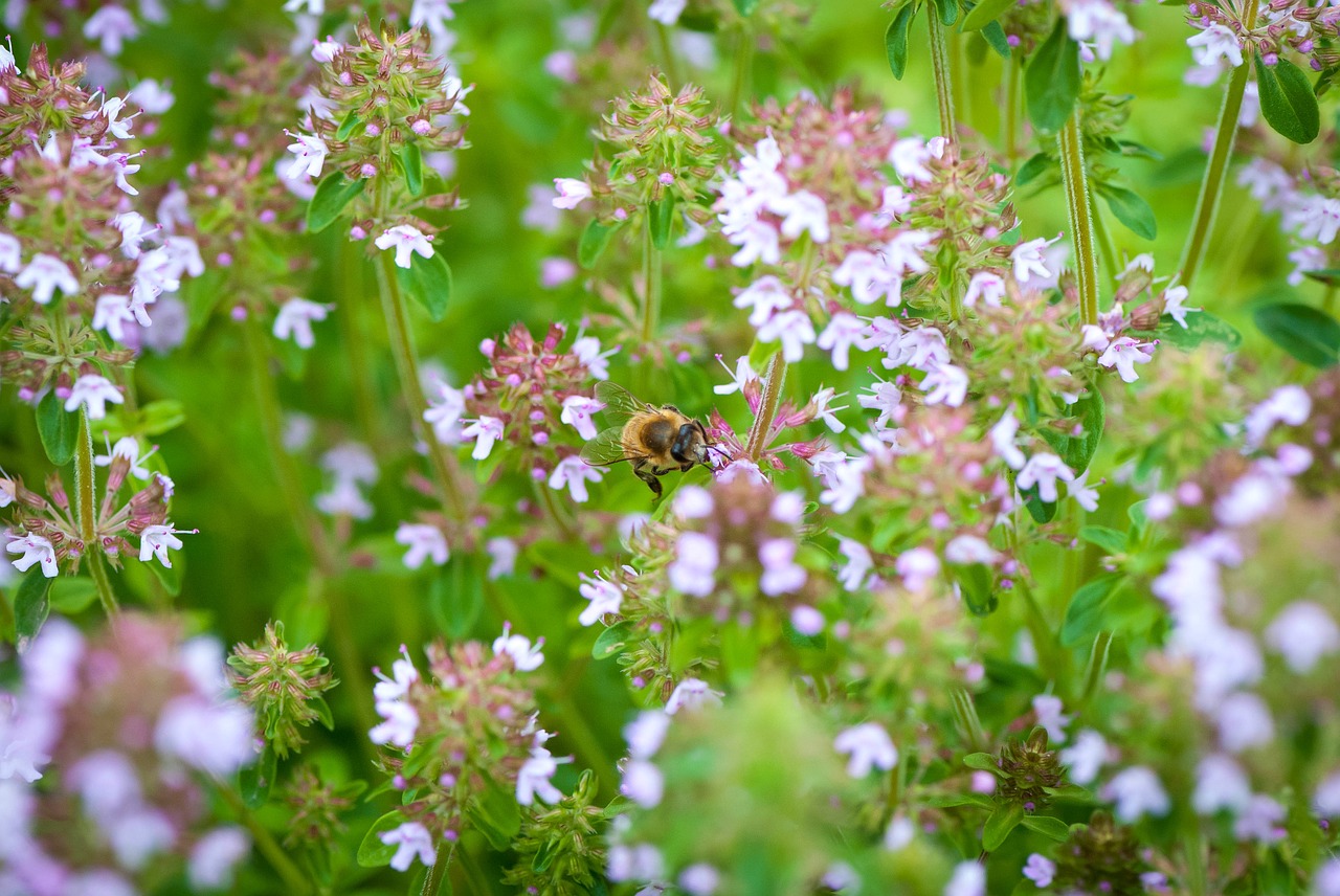 Humlehage (Foto: Pixabay)