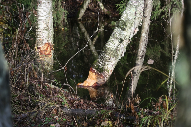 Foto Helge Rosbach