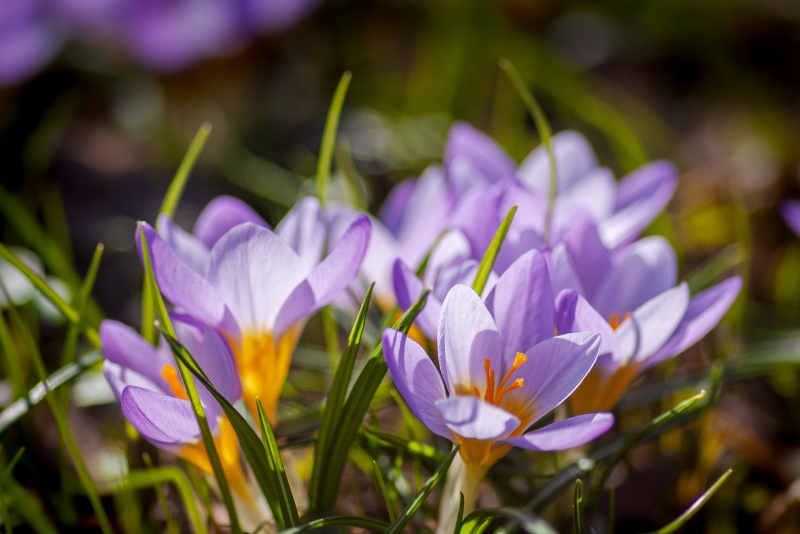 Lilla krokuser i solskinn – tidlige vårblomster