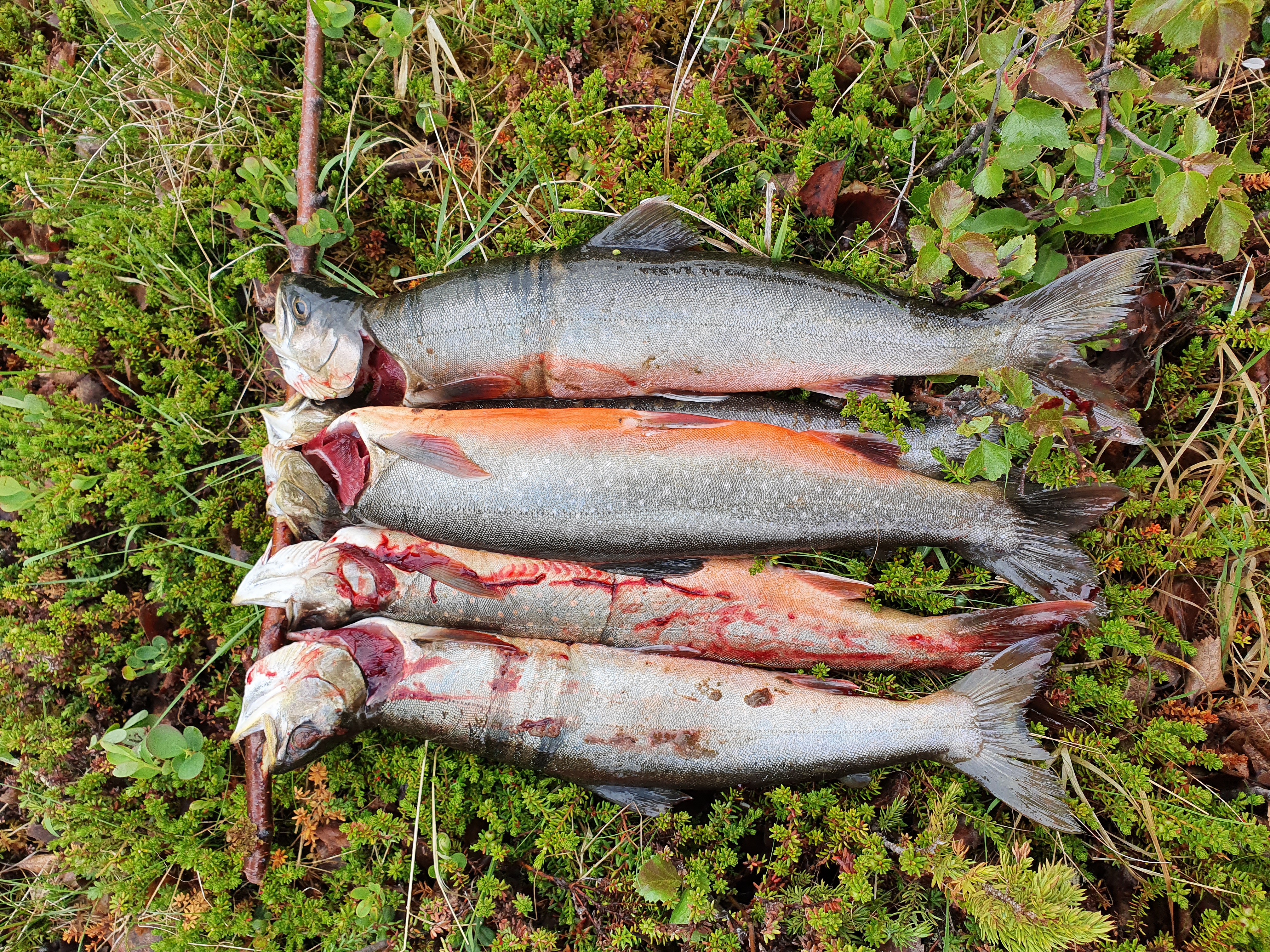 Fire sløyde ørret lagt på mose i naturen