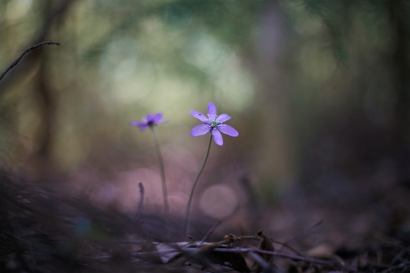 To lilla blåveis-blomster i skogen