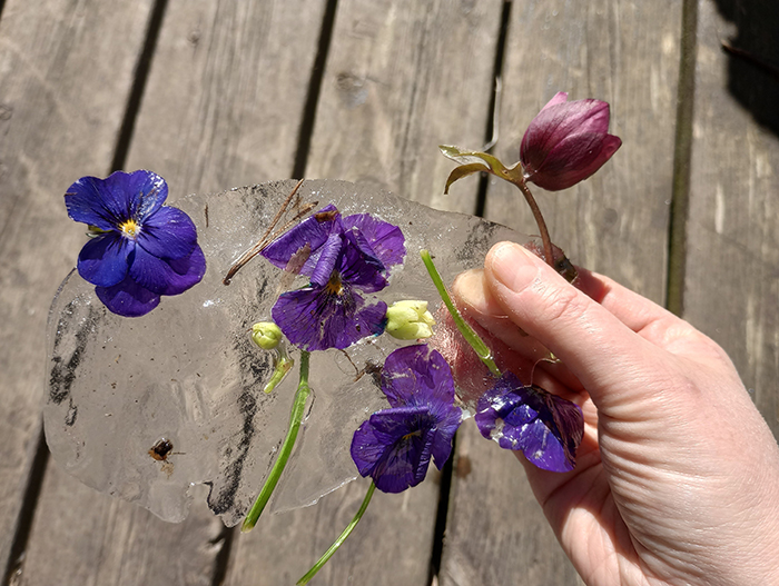 En hånd holder en isplate med frosne lilla blomster innebygd