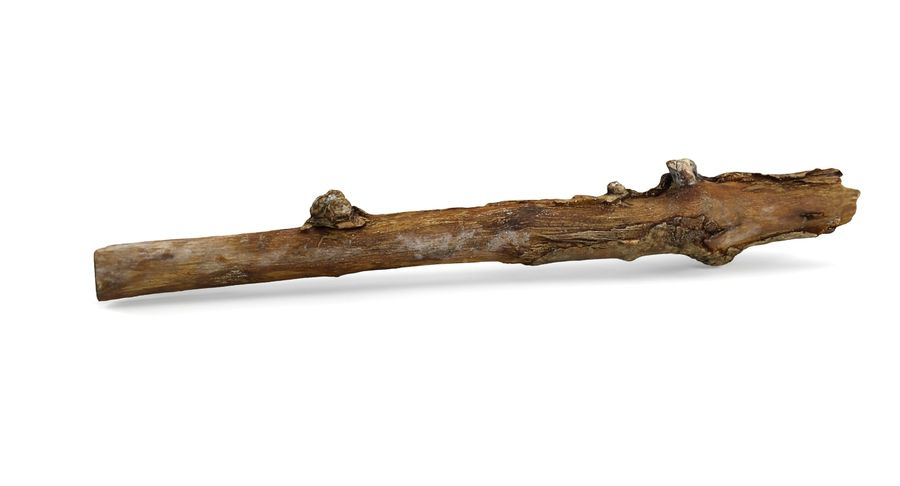 En tørr, brun pinne mot hvit bakgrunn