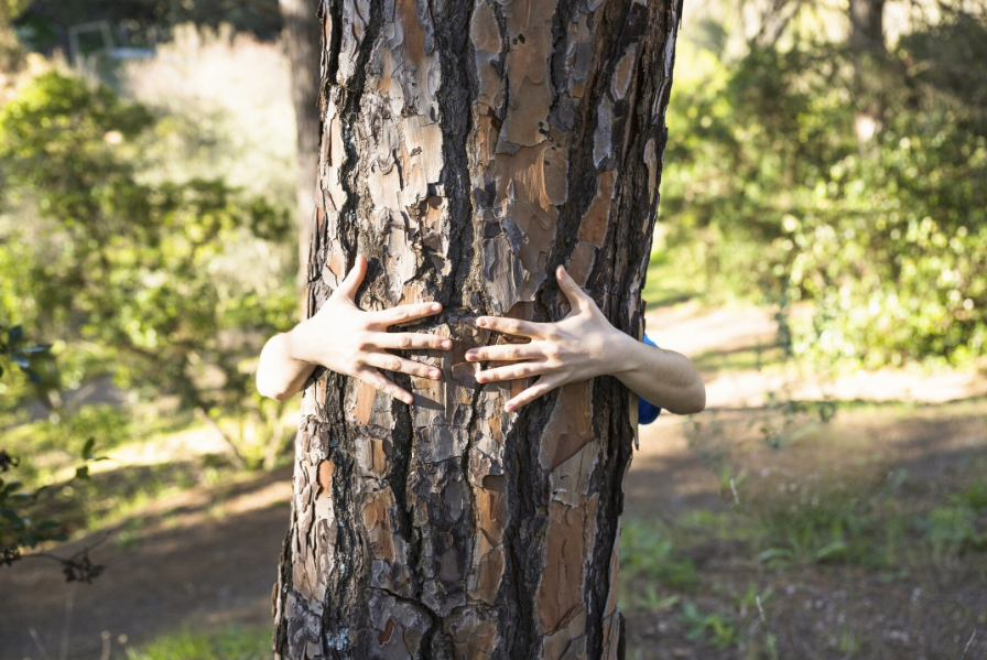 Hender som klemmer rundt en trestamme i skogen