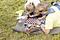 Bilrebusløp
