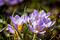 Vårblomster – finn og press blomster