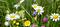 En blomstereng med ville blomster. 