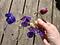 Lag frosne blomster