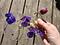 Frosne blomster
