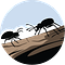 Insekter i et tre